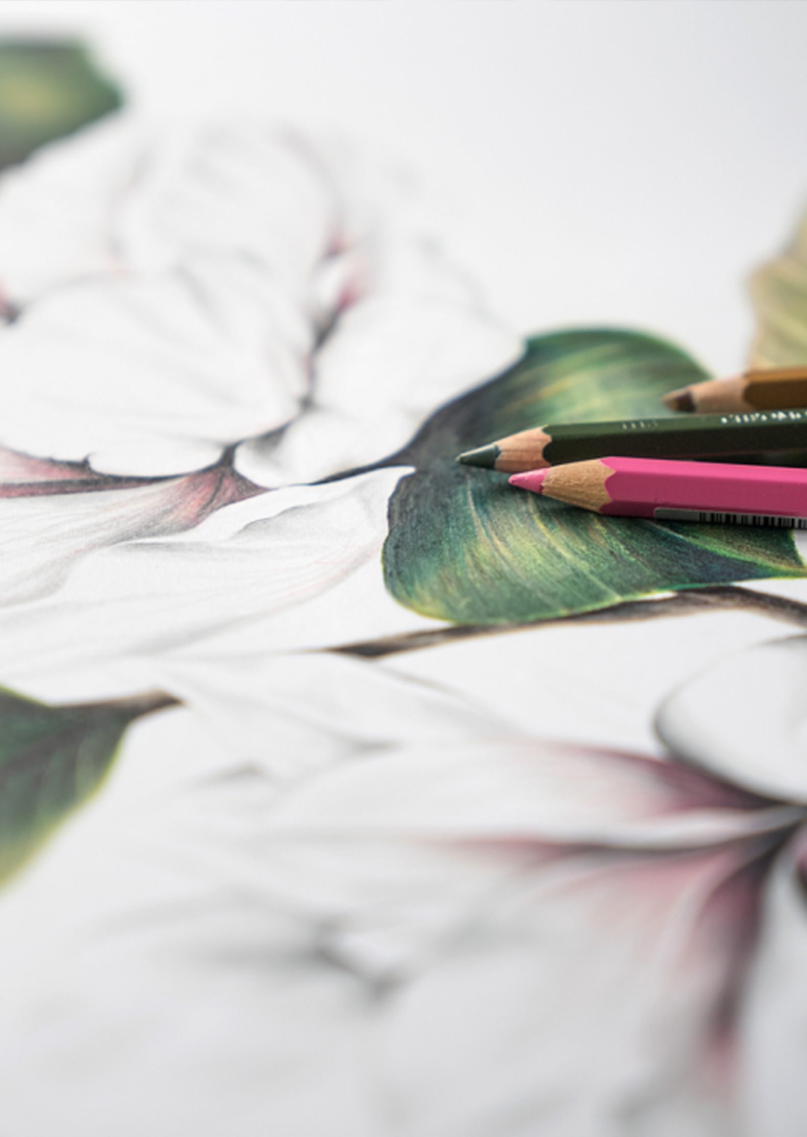 Magnolias Pencil Illustration