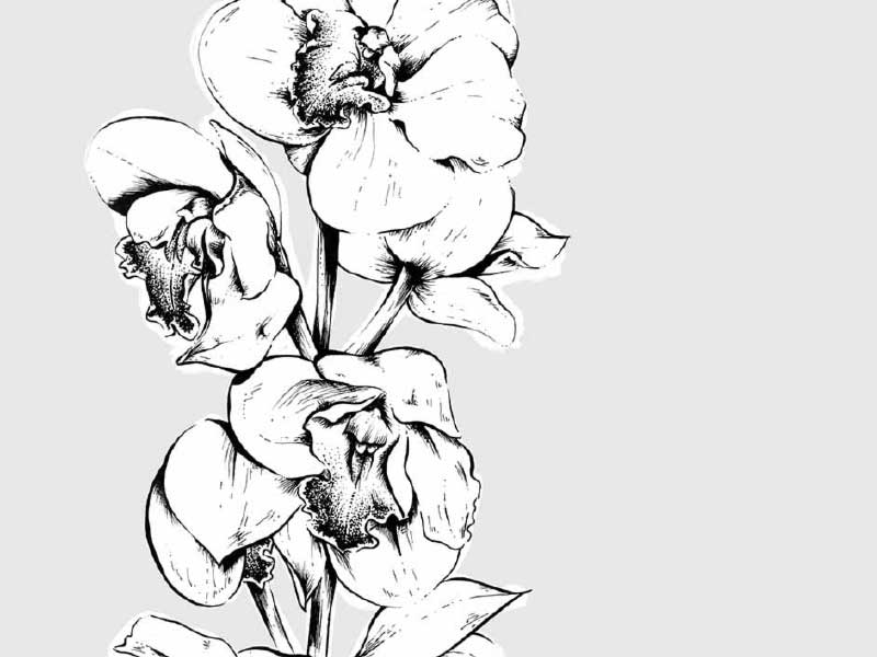 freehand NZ Illustration