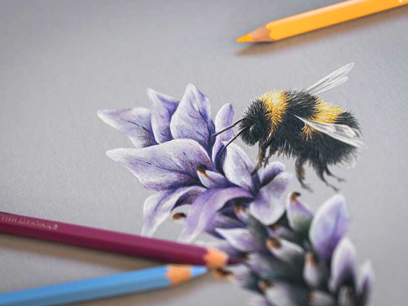 freehand NZ Illustration