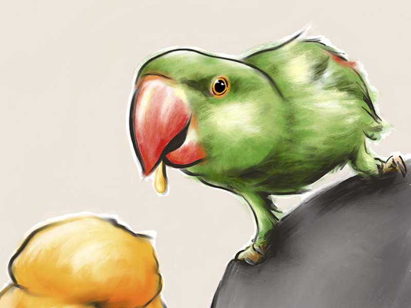 freehand NZ Illustration