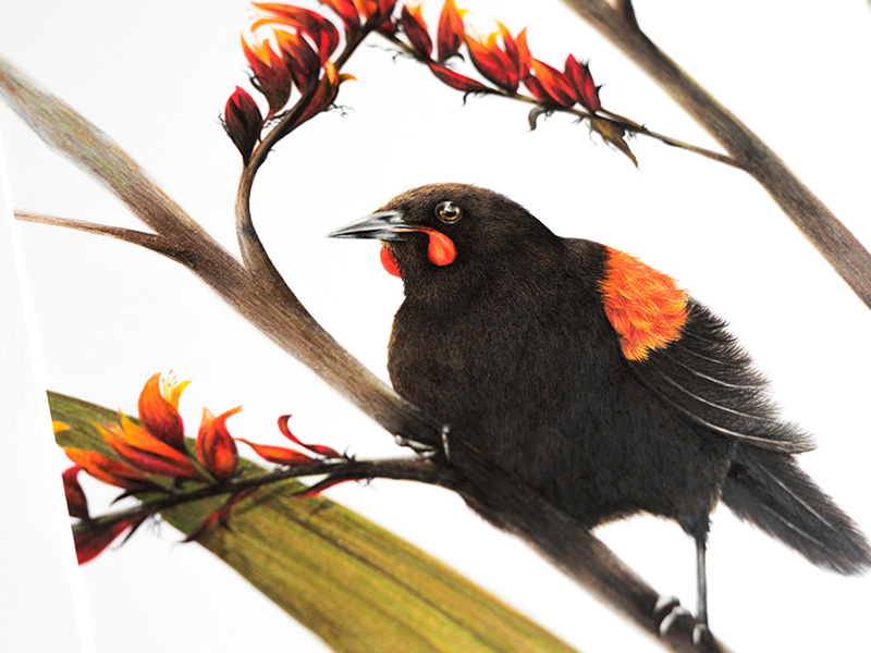 freehand NZ Illustration