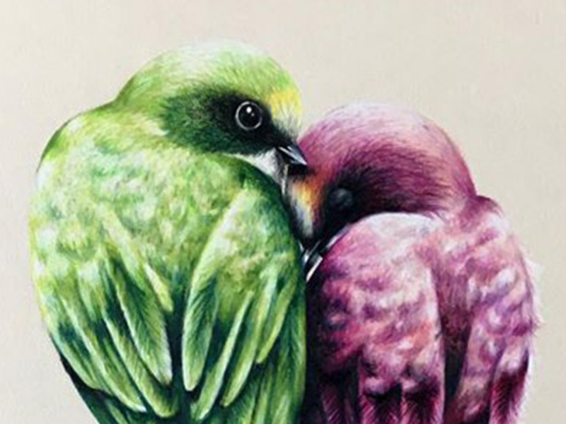 freehand NZ Illustration