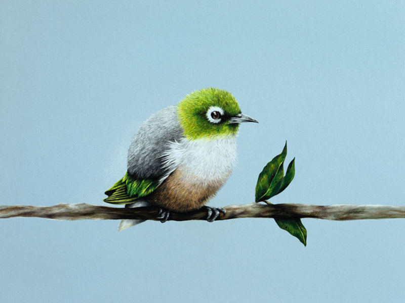 freehand NZ Illustration